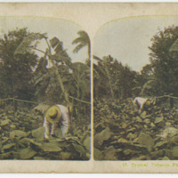 Typical Tobacco Farm, Cuba