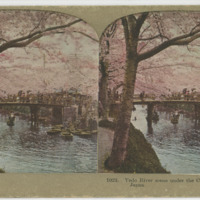 Yedo River scene under the Cherry Blossoms in Tokio, Japan